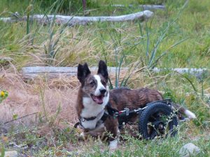 Oliver - The author's Cardigan Welsh Corgi