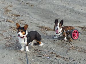 Sadie & Oliver, the author's Cardigans